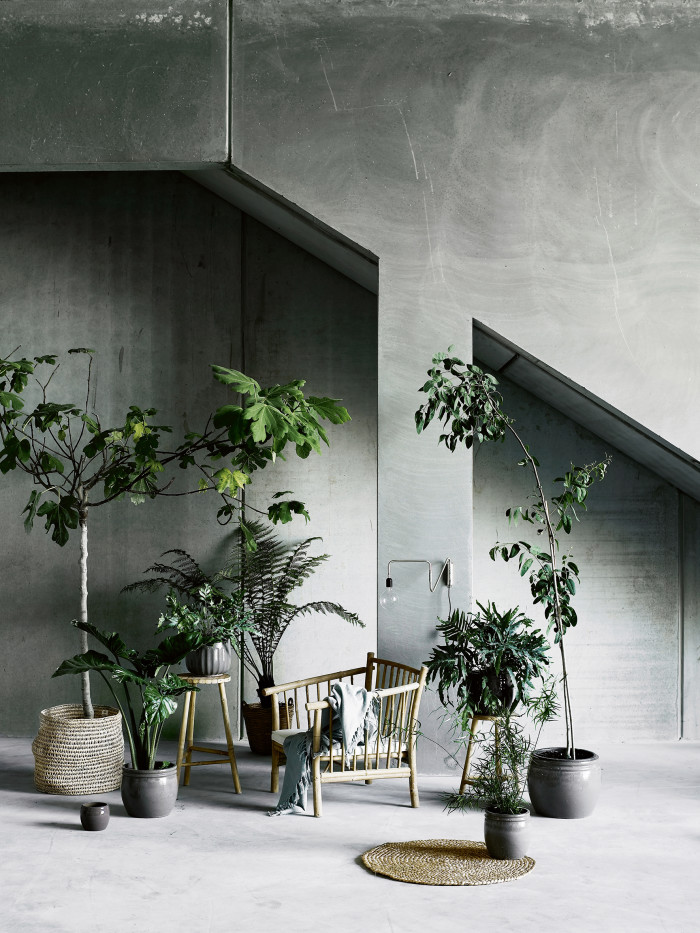 25-plant2