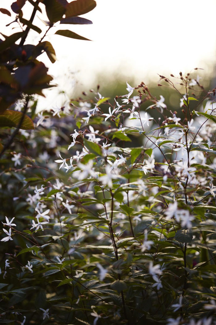 Trebladsspirea Gillenia trifoliata är en ny favoritväxt. Victoria planterar tre plantor i grupp. I augusti kan de klippas ner och blomma om. Jättefint i buketter.